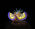   beautiful Nudibranch  